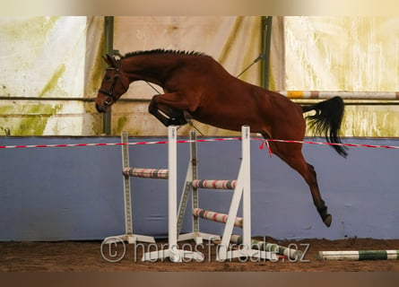 Tsjechisch warmbloed, Merrie, 3 Jaar, 160 cm, Bruin