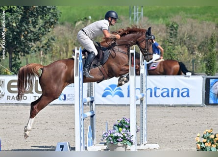 Tsjechisch warmbloed, Merrie, 5 Jaar, 165 cm, Bruin