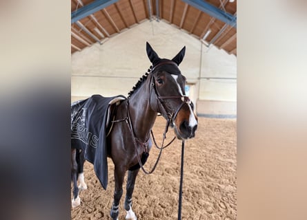 Tsjechisch warmbloed, Merrie, 6 Jaar, 167 cm, Bruin