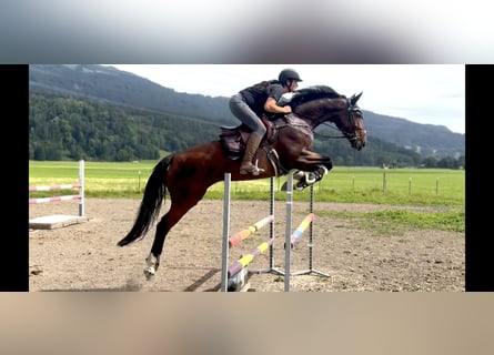 Tsjechisch warmbloed, Merrie, 7 Jaar, 167 cm, Brauner