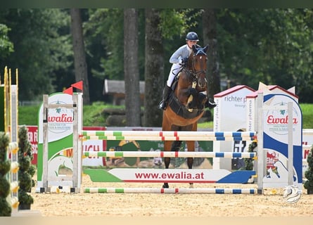 Tsjechisch warmbloed, Merrie, 7 Jaar, 169 cm, Bruin