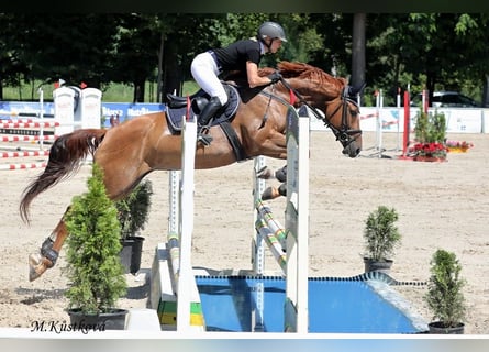 Tsjechisch warmbloed, Merrie, 8 Jaar, 166 cm, Vos