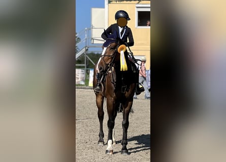 Tsjechisch warmbloed, Ruin, 10 Jaar, 175 cm, Bruin