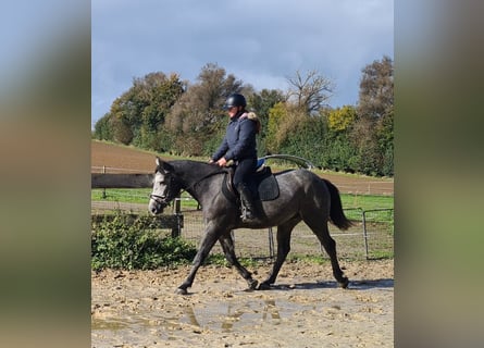 Tschechisches Warmblut, Wallach, 4 Jahre, 160 cm, Apfelschimmel