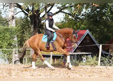 Tsjechisch warmbloed, Ruin, 4 Jaar, 168 cm, Vos