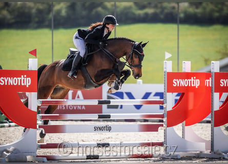 Tschechisches Warmblut, Wallach, 5 Jahre, 165 cm, Brauner