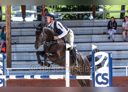 Tsjechisch warmbloed, Ruin, 5 Jaar, 169 cm, Zwartbruin