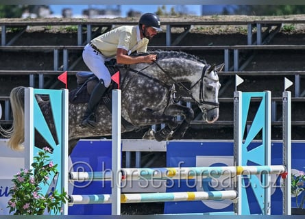 Tsjechisch warmbloed, Ruin, 6 Jaar, 165 cm, Schimmel