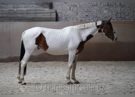 Tschechisches Warmblut, Wallach, 7 Jahre, 171 cm, Schecke