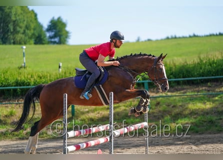Tsjechisch warmbloed, Ruin, 7 Jaar, 173 cm, Donkere-vos
