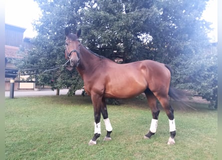 Tschechisches Warmblut, Wallach, 8 Jahre, 173 cm, Dunkelbrauner