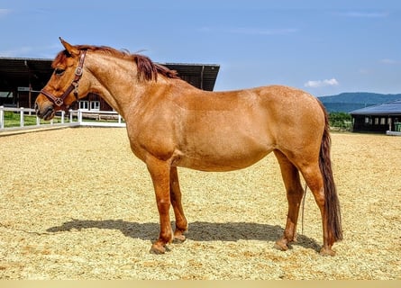 Tsjechische sportpony, Merrie, 10 Jaar, 143 cm, Vos