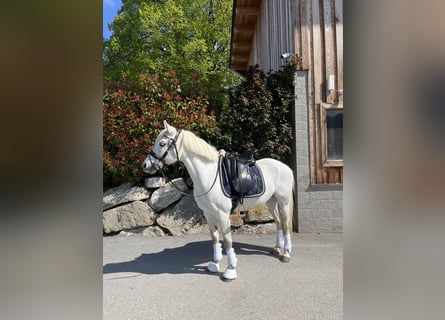 Tsjechische sportpony, Ruin, 14 Jaar, 147 cm, Appelschimmel