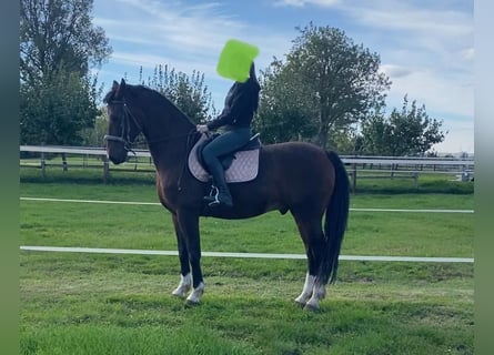 Tuigpaard, Caballo castrado, 10 años, 165 cm, Castaño rojizo