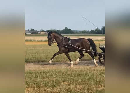 Tuigpaard, Caballo castrado, 10 años, 166 cm, Castaño rojizo