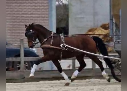 Tuigpaard, Hongre, 10 Ans, 166 cm, Bai cerise