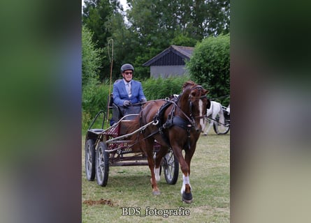 Tuigpaard Mix, Ruin, 13 Jaar, 160 cm, Vos