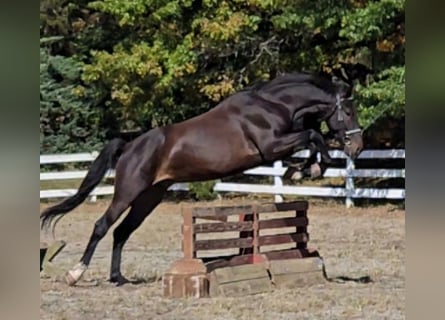 Tuigpaard, Ruin, 6 Jaar, 168 cm, Donkerbruin