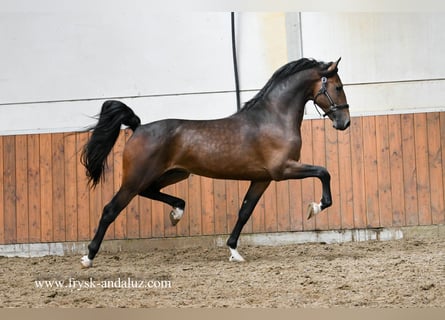 Tuigpaard Mix, Stallone, 3 Anni, 165 cm, Baio scuro
