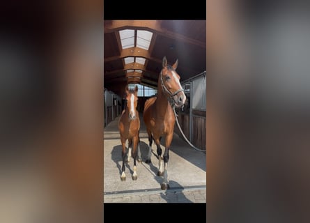 Tuigpaard, Stute, 6 Jahre, 164 cm, Brauner