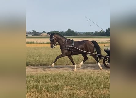 Tuigpaard, Wallach, 10 Jahre, 165 cm, Rotbrauner