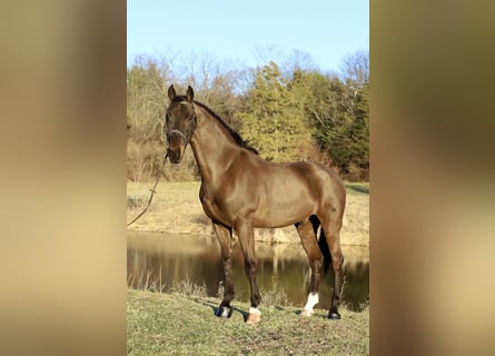 Tuigpaard, Wallach, 6 Jahre, Dunkelbrauner