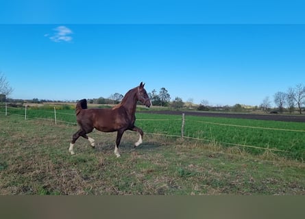 Tuigpaard, Yegua, 1 año, 164 cm, Alazán
