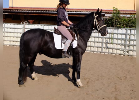 Tungt varmblod, Valack, 3 år, 163 cm, Svart