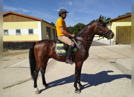 Schweres Warmblut, Wallach, 4 Jahre, 168 cm, Dunkelbrauner