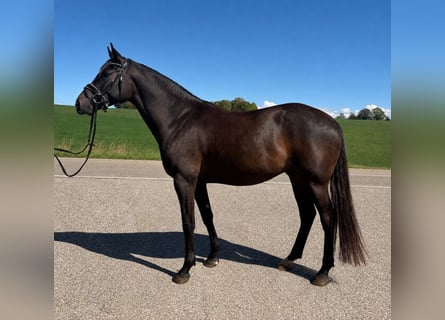 Turco/Kabardino, Caballo castrado, 4 años, 162 cm, Negro