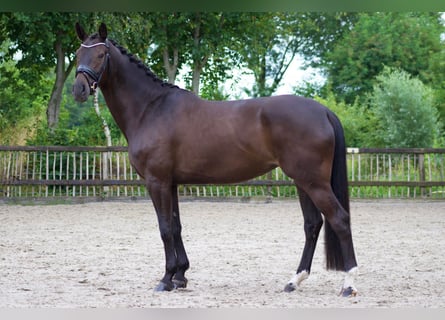 Turyngijski koń gorącokrwisty, Klacz, 6 lat, 168 cm, Ciemnogniada