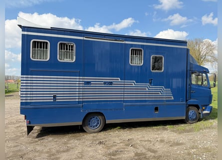 Paardentransporter 814 Mercedes met H-registratie voor 4 paarden. Nieuwe keuring.