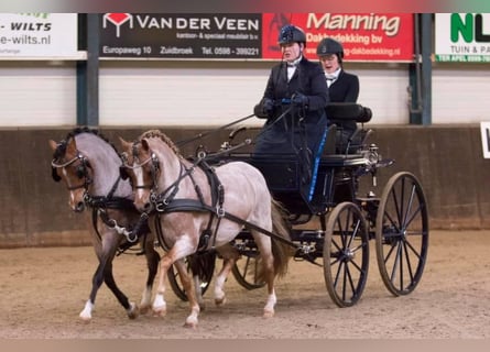 Presentatie wagen voor pony's 