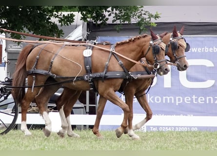 ZILCO tuigages voor pony's en grote paarden