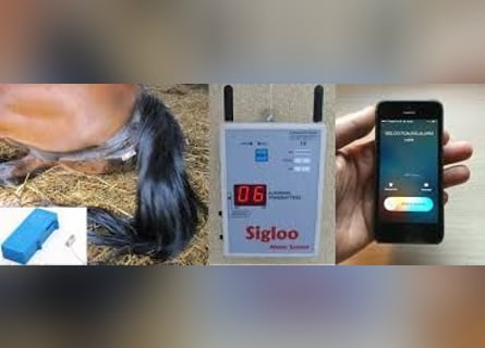 Te huur - Sigloo foaling alarm