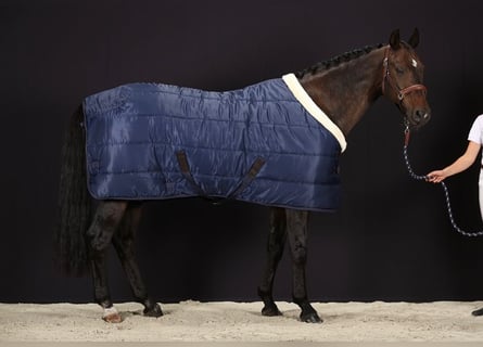 2 Luxe Stable Rugs 600D/400g 145/195cm