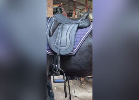 Fryso comfort AE dressuurzadel 17.5"