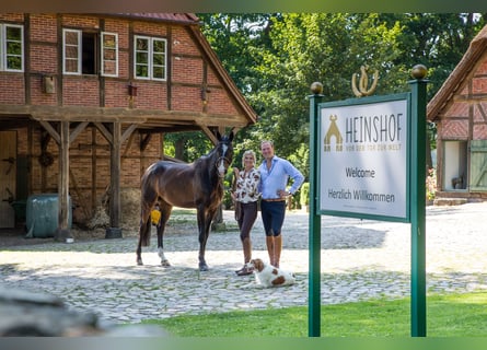 Herzlich Willkommen auf dem Heinshof! – Reiterferien vor dem Tor zur Welt!