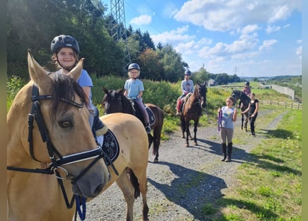 Reiterferien, Ferienprogramm, Ferienfreizeit, Tagesfreizeit