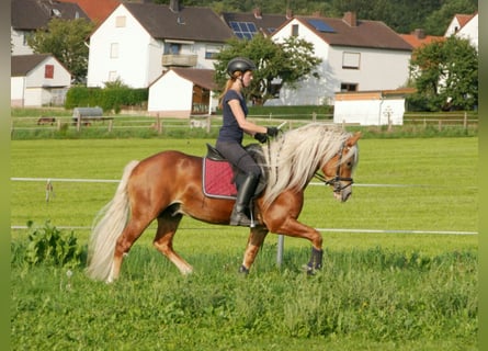 Ruitervakantie in het mooie Ederdal – ruiterparadijs Talhof
