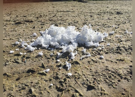 Paardenbak Vlies te koop