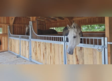 Op maat gemaakte paardenboxen en accessoires volgens uw wensen!