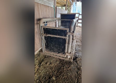 Untersuchungs/Behandlungsständer für Warmblutpferde