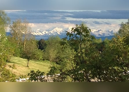 Große Reitanlage an der Schweizer Grenze V13255