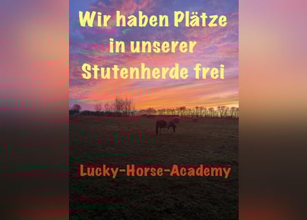 Pferdepensionsplätze in Süd-Dänemark – artgerecht & mit Herz