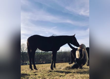 Voeding voor niet-rijdbare paarden/pony's + verzorging van pensionpaarden