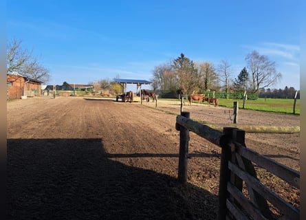 Vrijstalplaats voor merrie / Allergiegevoelig