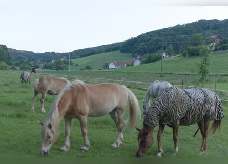Veulenvangst met hart, verstand en de beste voorwaarden voor de toekomst 🐴🌿