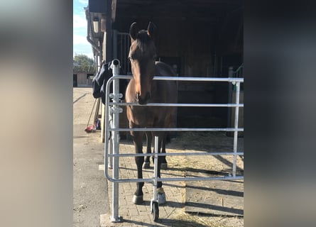 2 Schöne Paddockboxen zu vermieten 