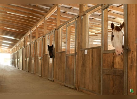 Boxen frei auf TOP Reitanlage mit 2 Reithallen / Pferde ReHa / AQUA-Trainer